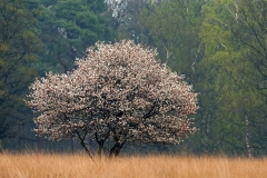 Karin-Rass-Landschappen-2