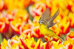 Karin-Rass-Vogels-20
