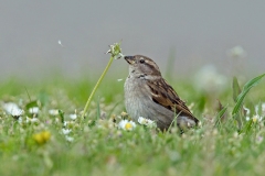 Karin-Rass-Vogels-28