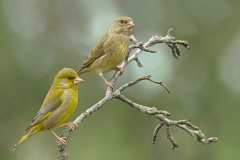 Karin-Rass-Vogels-43