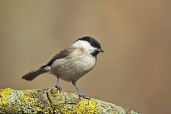 Karin-Rass-Vogels-45