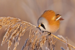 Karin-Rass-Vogels-60