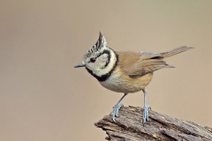 Karin-Rass-Vogels-62
