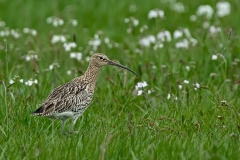 Karin-Rass-Vogels-70