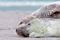 Karin-Rass-Zeehonden-1