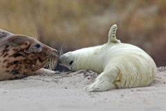 Karin-Rass-Zeehonden-11