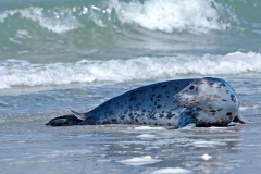 Karin-Rass-Zeehonden-3