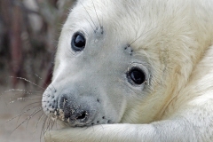 Karin-Rass-Zeehonden-5