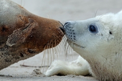 Karin-Rass-Zeehonden-7